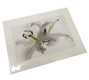 White Lilies Flower Photograph Card